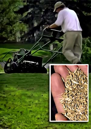 Lawn Aeration