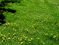 Controlling lawn weeds